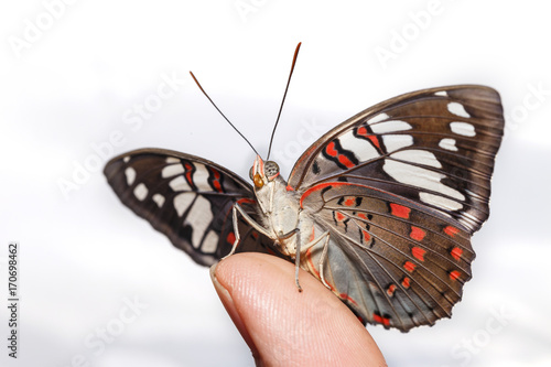 Common Gaudy Baron butterfly ( Euthalia lubentina ) on human finger photo