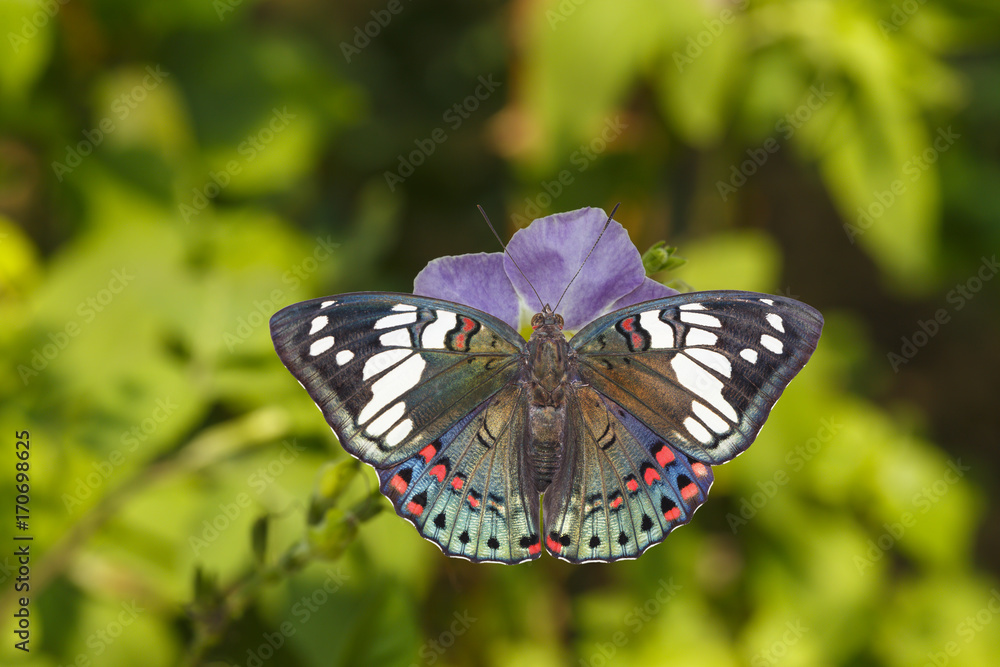 Naklejka premium Dorsal view of Common Gaudy Baron butterfly ( Euthalia lubentina ) on flower