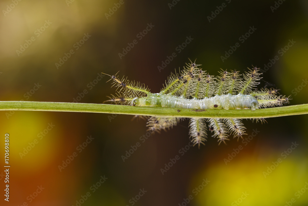 Fototapeta premium Caterpillar of the Common Gaudy Baron butterfly ( Euthalia lubentina ) walking on twig