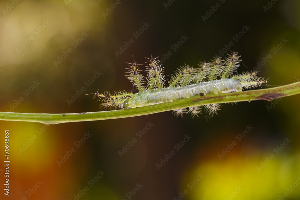 Caterpillar of the Common Gaudy Baron butterfly ( Euthalia lubentina ) walking on twig