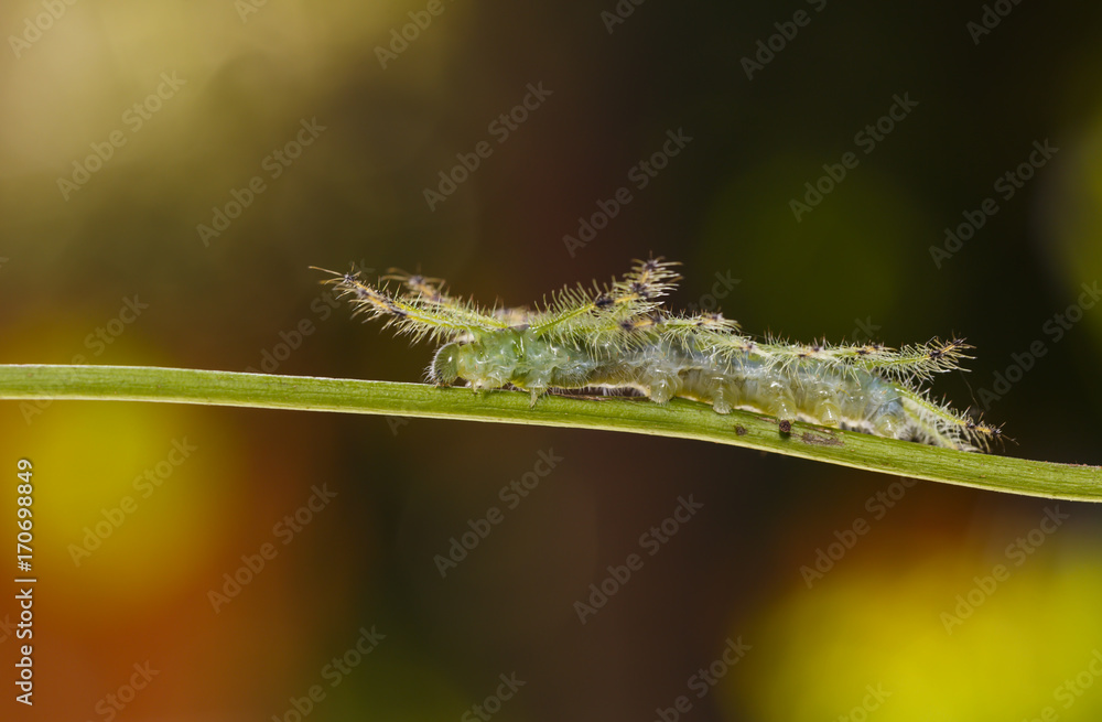 Fototapeta premium Caterpillar of the Common Gaudy Baron butterfly ( Euthalia lubentina ) walking on twig