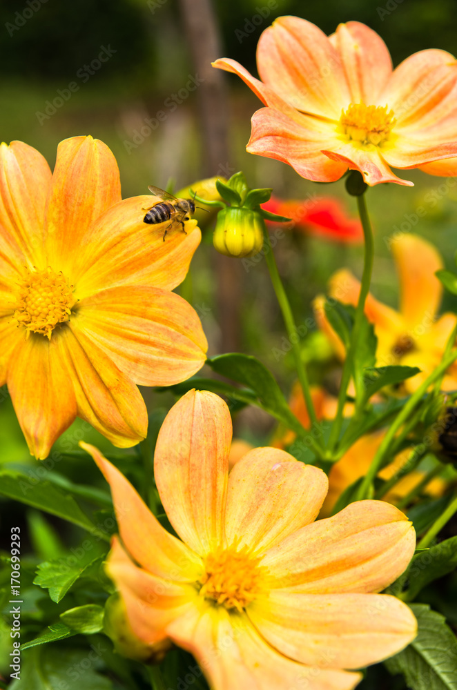 Bee is moving from flower to flower at garden while collecting pollen Bee is moving from flower to flower at garden while collecting pollen