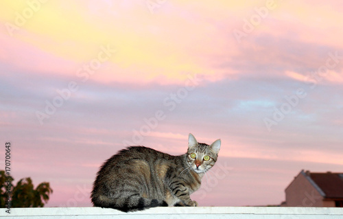 Кошка на балконе на фоне вечернего неба
