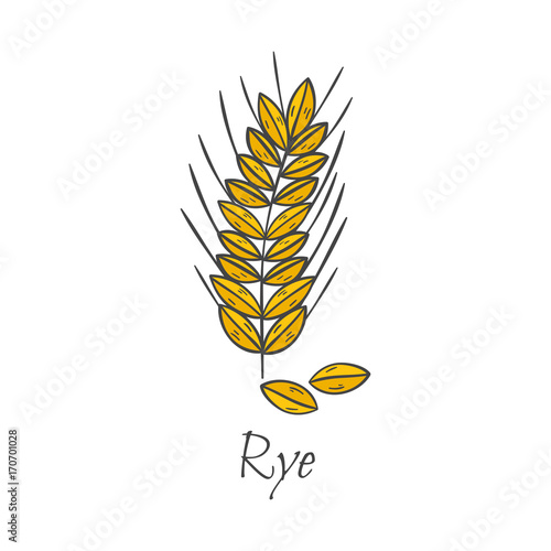 Vector cartoon hand drawn rye seeds