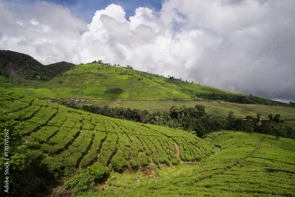 Mountains covered with tea plantations, scenic beautiful view.