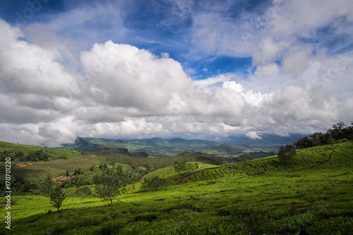 Wide spreaded tea plantations  panoramic view to hills covered with tea bushes  Bandung  West Java  Indonesia
