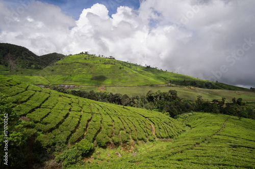 Mountains covered with tea plantations, scenic beautiful view.