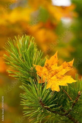 Pine branch and maple leaf on the background of autumn paints