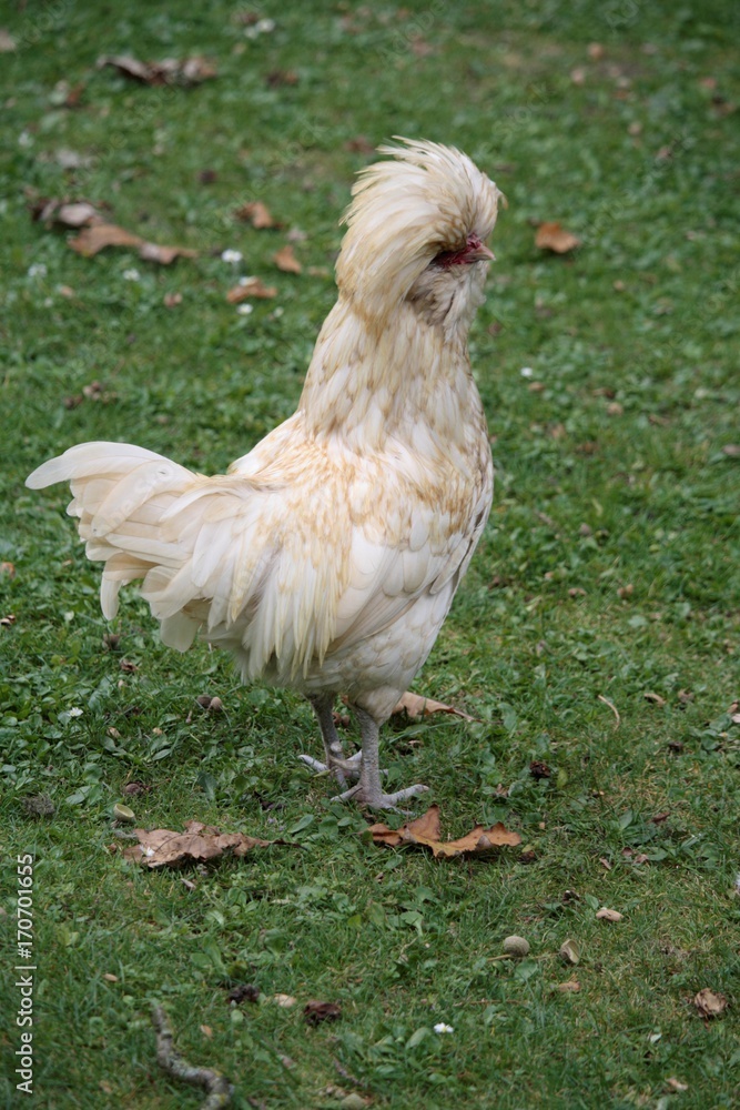 Fototapeta premium Poule