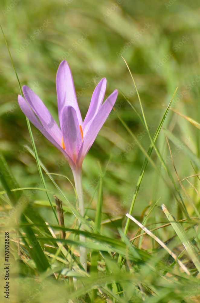 Colchique d’automne (Colchicum autumnale) Colchique d’automne (Colchicum autumnale)