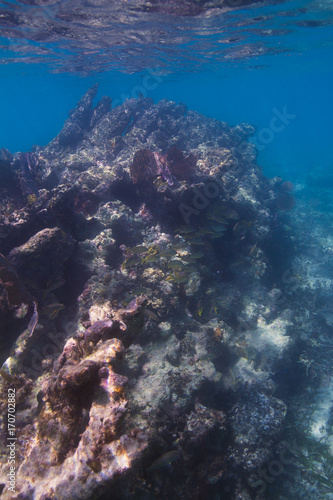 School of fish under coral mountain