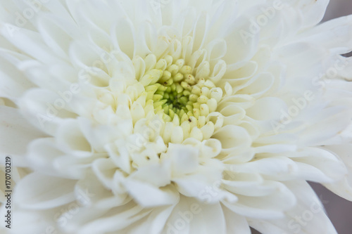 White chrysanthemum close up  Macro Flower  close up