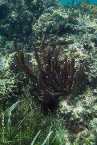 Soft coral tube