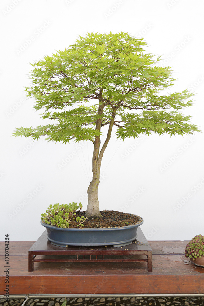 Acer palmatum sango kaku bonsai on a wooden table and white background  Stock Photo | Adobe Stock