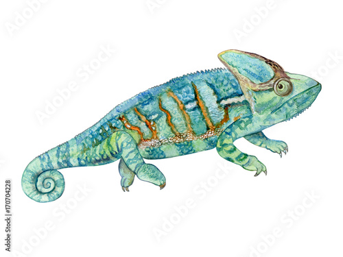 Green chameleon isolated on white background. Watercolor. Illustration. Template. Picture. Clipart