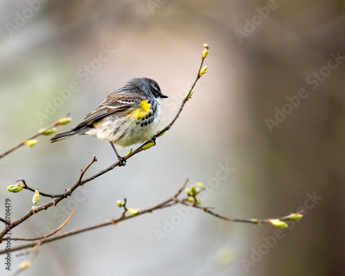 Yellow-rumped Warbler photo