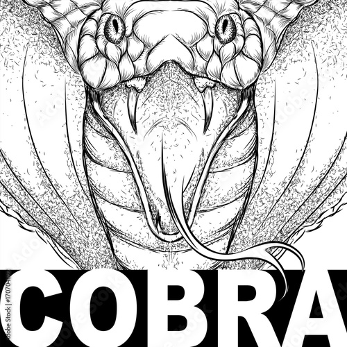 Hand draw cobra portrait. It may be used for design of bag, postcard and poster. Vector illustration