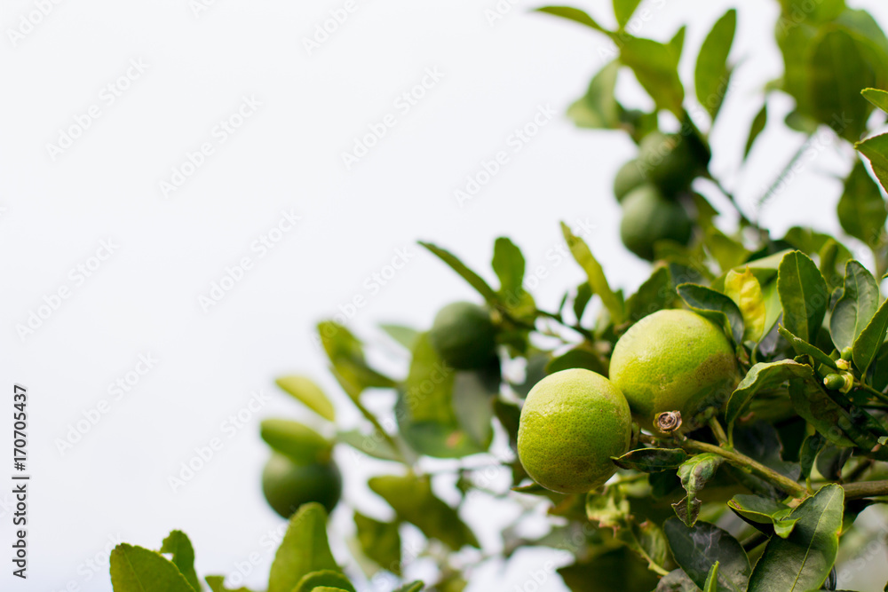 lime on the tree with blur background with copy space , lemon with the leaf on tree