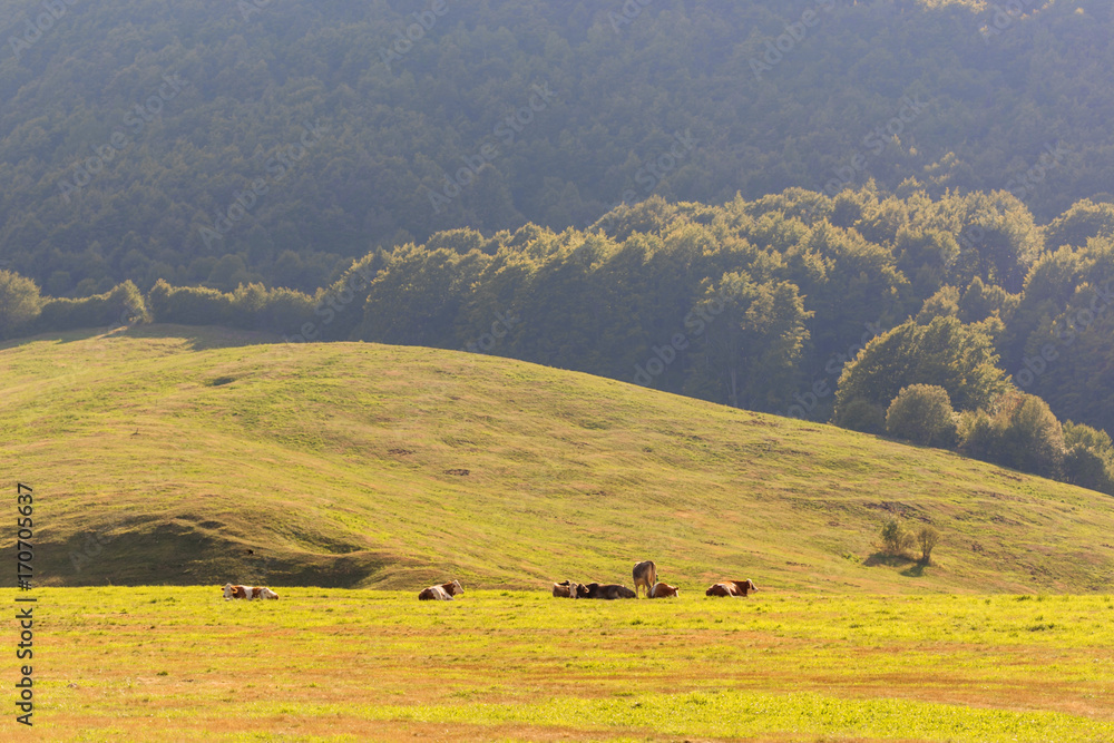 cows graze in a meadow in the mountains.