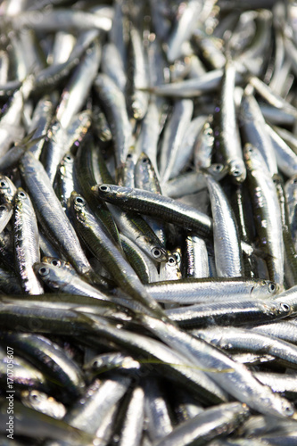 alici sardine sardelle