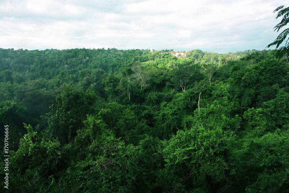 Fototapeta premium tropical rain forest