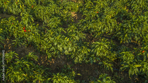 Dettaglio aereo di un campo all aperto di peperoni. Le foglie sono verdi e la coltivazione    ordinata in file. Gli ortaggi sono ormai pronggi sono ormai pronti ad essere raccolti e finire sui mercati.