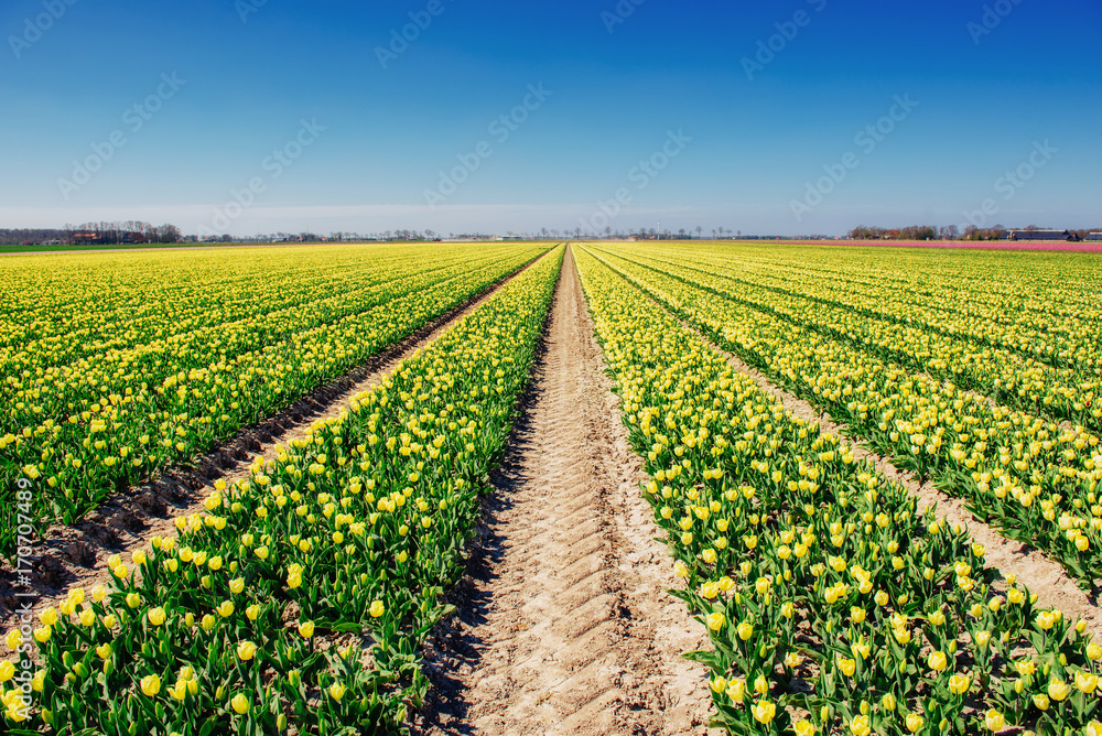 tulips field in the Netherlands. Holland