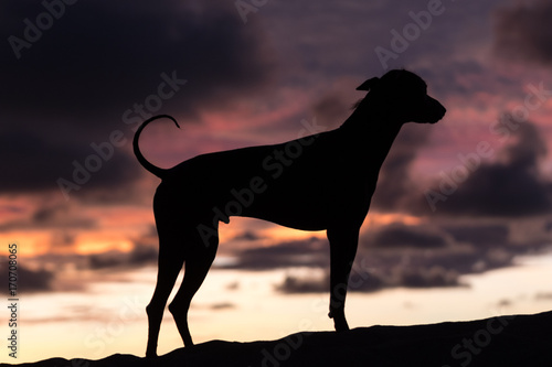 contour of a Peruvian hairless dog at sunset