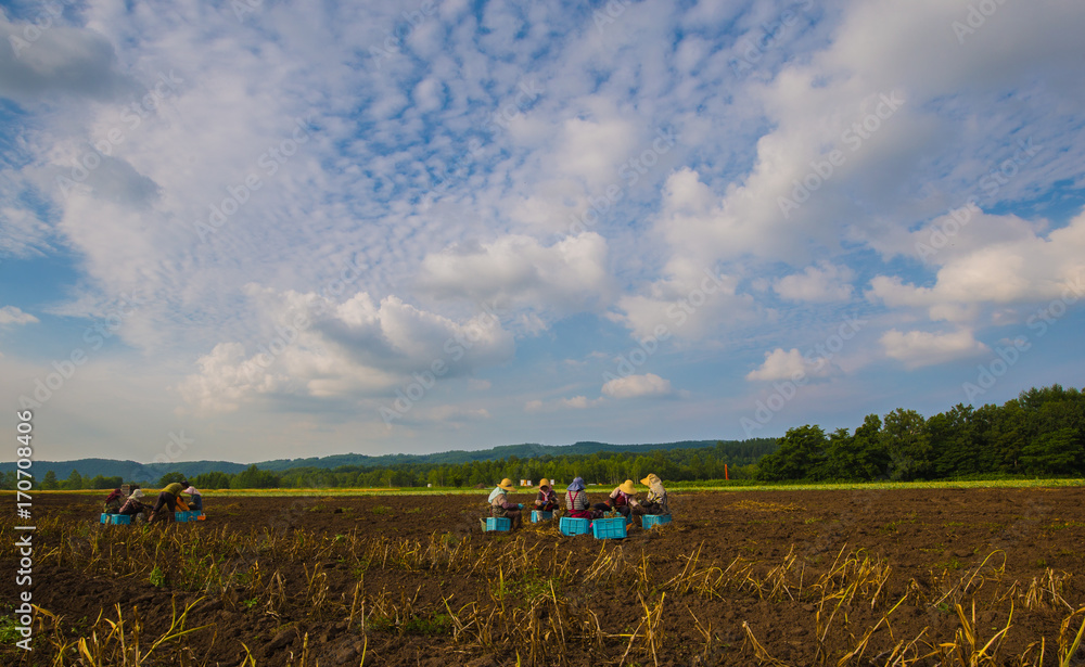 Fotografie Japanese Farmers