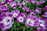 Lilac flower tulip. Lush flower petals on a background of bright verdure