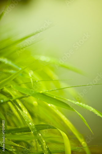  grass with dew natural background