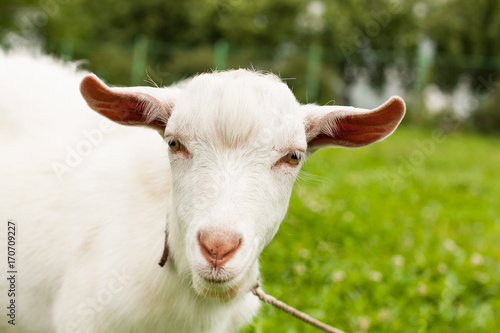 Portrait Of Cute White Goat On Sunny Summer Meadow Close Up. © ElenaMasiutkina