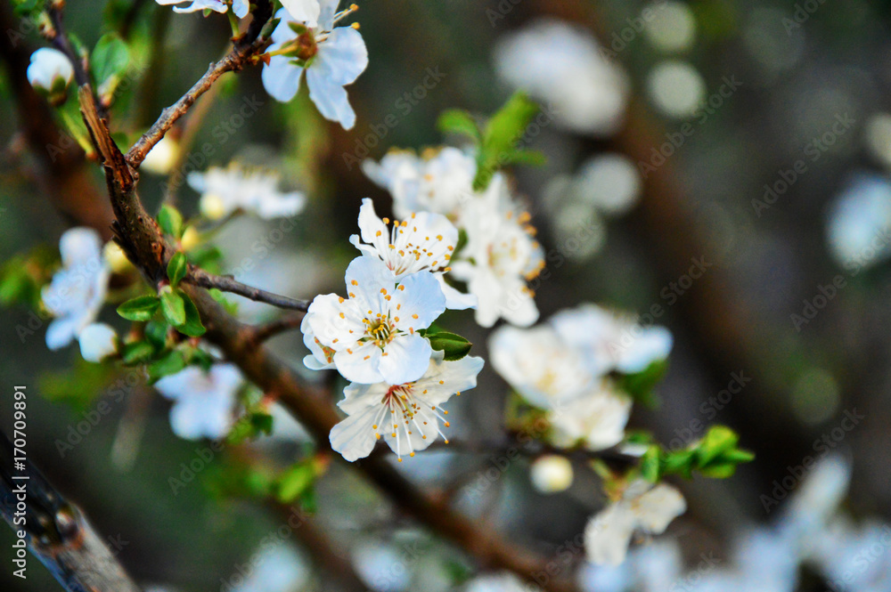 Obraz premium White Flowers Blooming