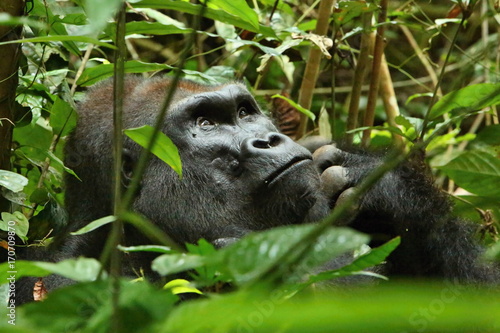 Photo Eastern lowland gorilla in the darkness of african jungle, face to face in the nature habitat, great details, african wildlife, Gorilla gorilla gorilla
