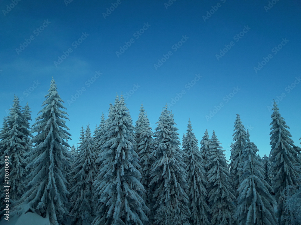 Fototapeta premium Snowy morning in the Forest