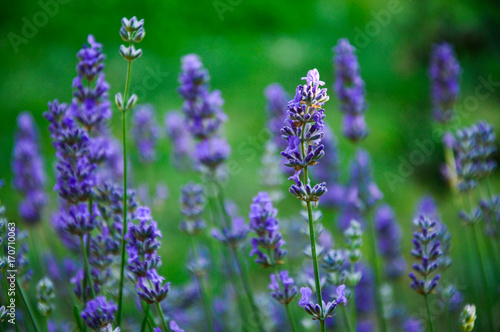 Lavender Flowers in Nature