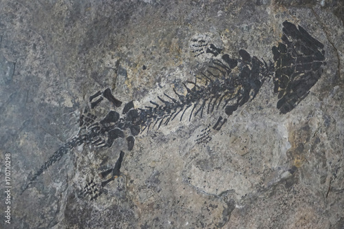 small reptile fossil