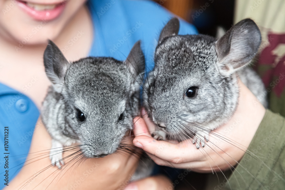 Two little chinchillas sit on hands of children Two little chinchillas sit on hands of children