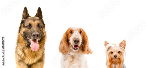 Portrait of three dogs, closeup, isolated on white background