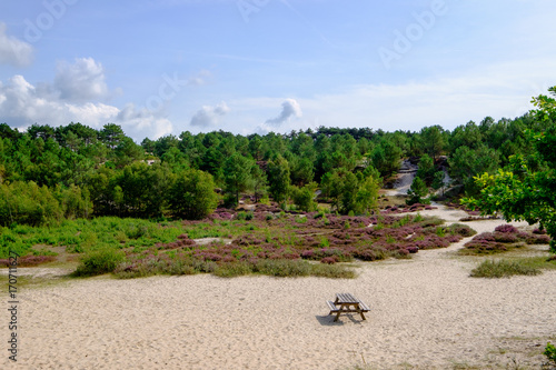 Heidelandschaft in Nordholland photo