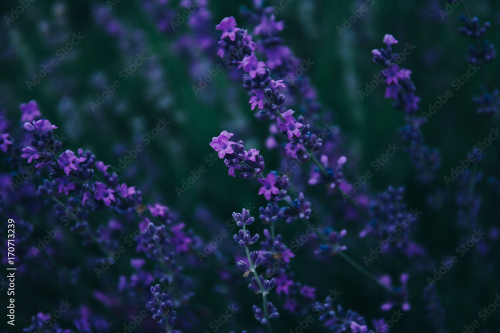 Fototapeta premium Lavender in the field.