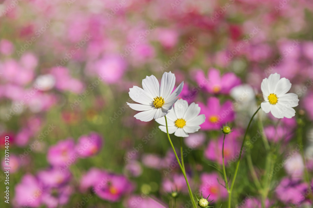       close up colorful white and pink cosmos flowers blooming in the field on sunny  day