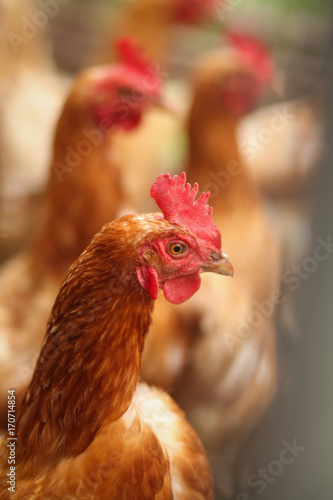 курица в курятнике © polukarovaanna