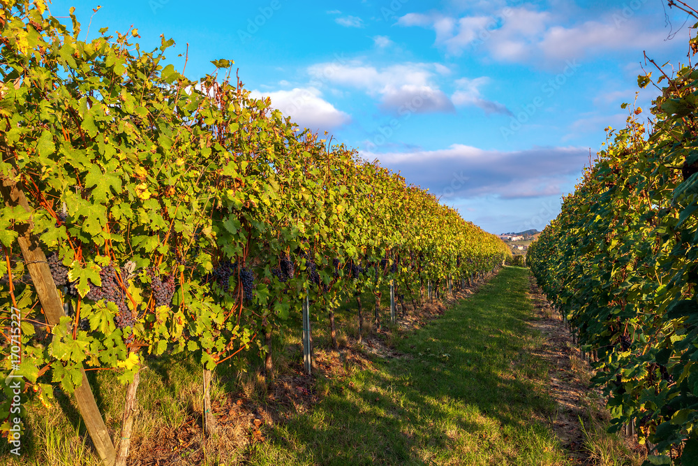 Row of vineyards in autumn.