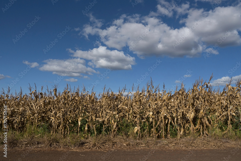 Rural scene Rural scene