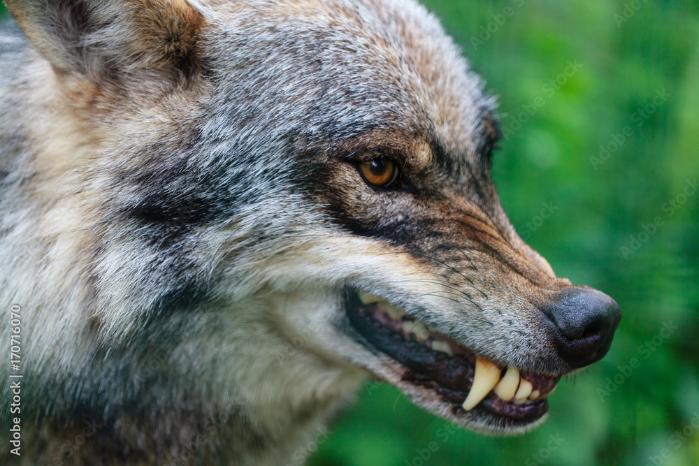 Fototapeta premium Close up portrait of aggressive angry wolf 