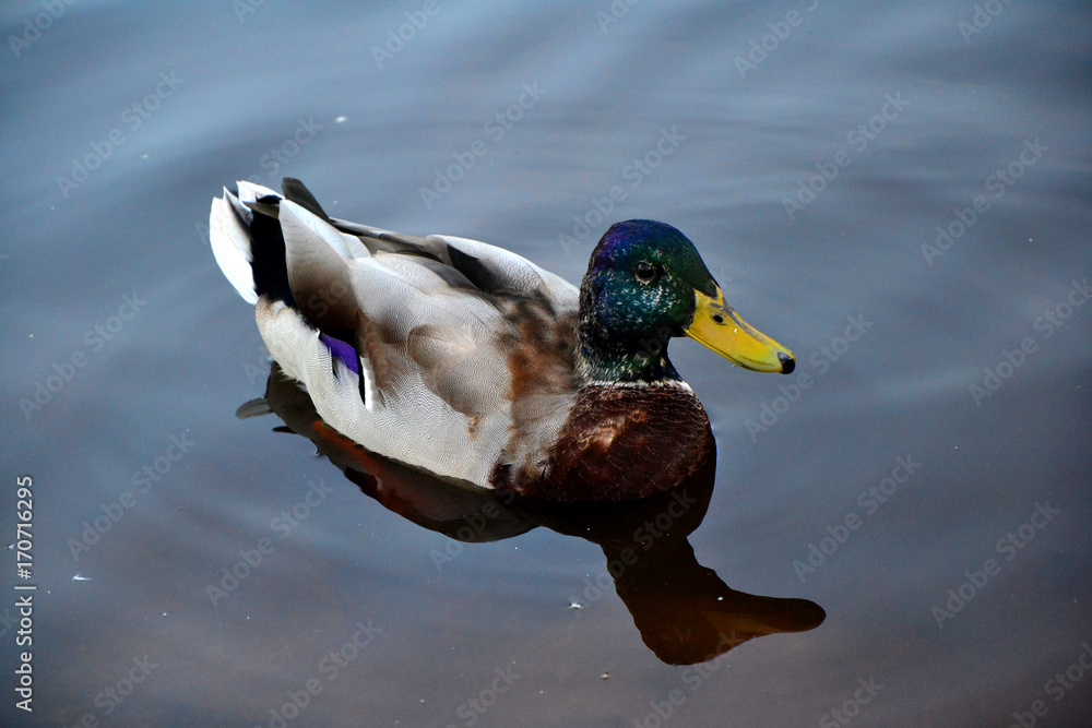 Obraz premium Canard dans l'eau