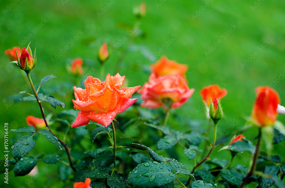 Obraz premium orange roses on a branch with green leaves outdoors