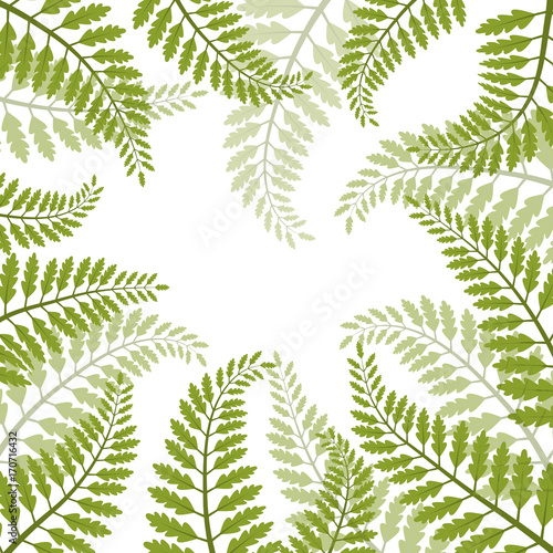 Beautiful foliage - fern leaves VECTOR frame 