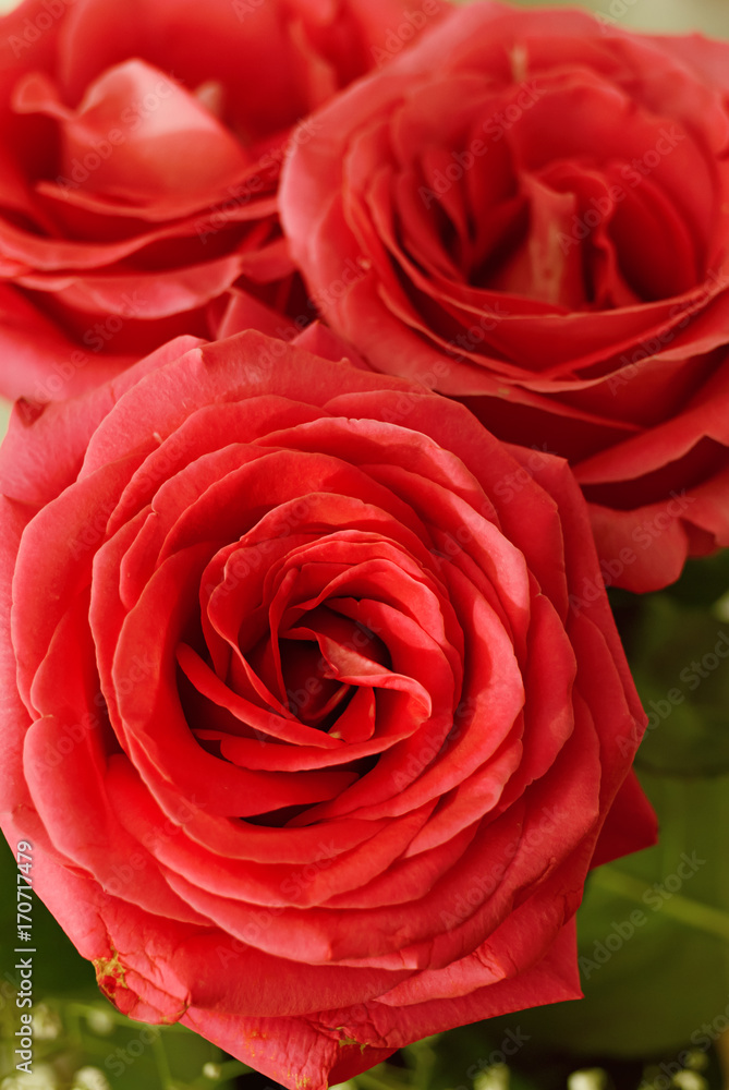 Red roses Red roses